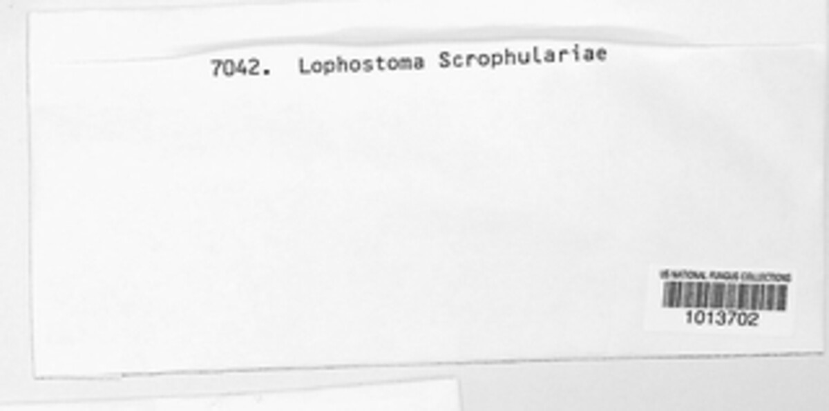Lophiostoma scrophulariae image